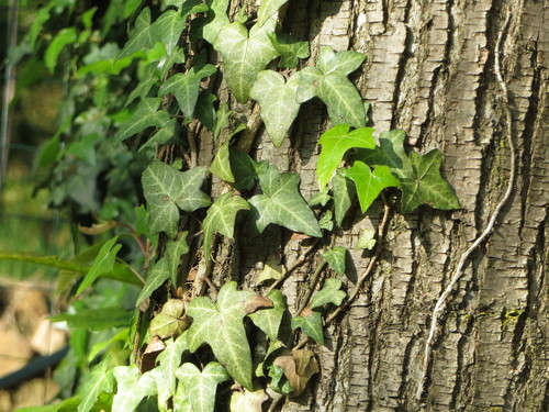 Hedera helix — foliage photograph