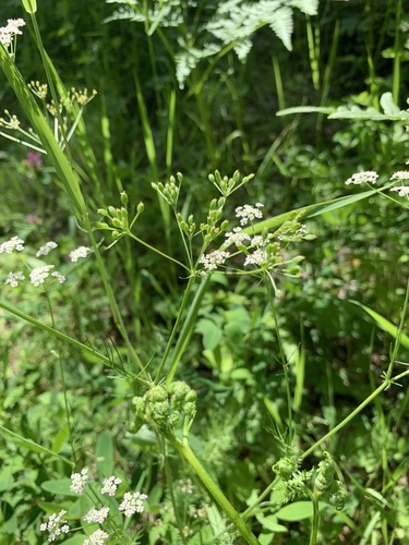 Carum carvi — whole plant photograph