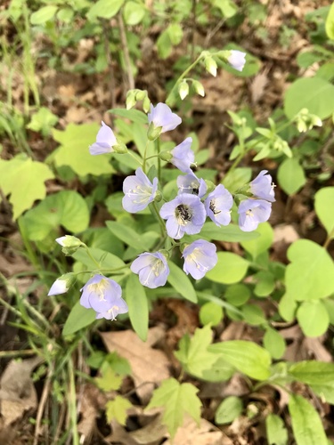 Polemonium reptans — flower photograph