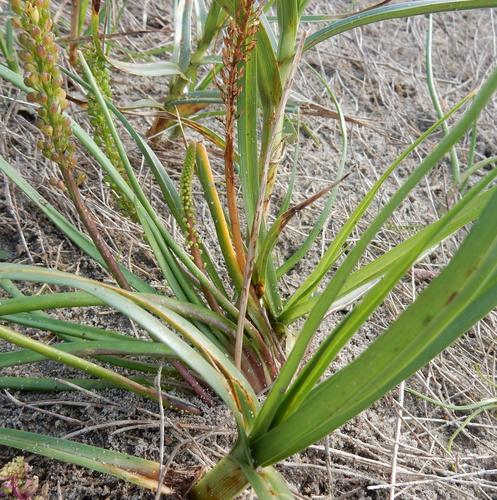 Triglochin striata — whole plant photograph