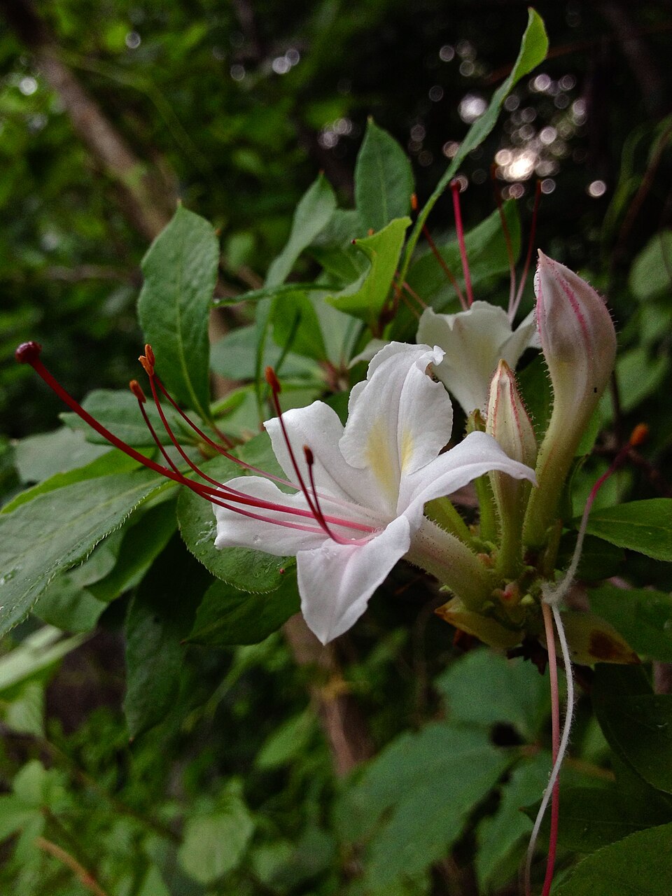 Rhododendron arborescens — bloom photograph