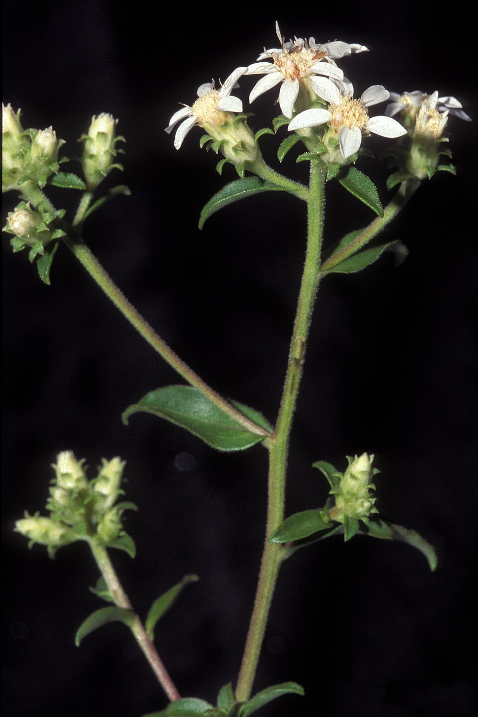 Sericocarpus asteroides — bloom photograph