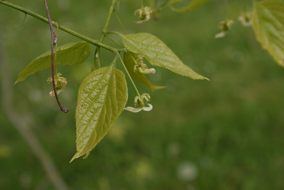 Celtis occidentalis — bloom photograph
