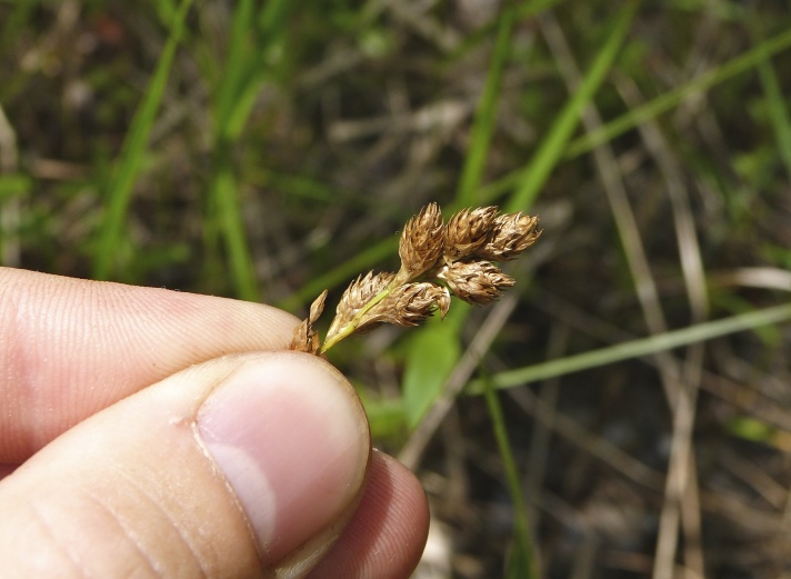 Carex longii — fruit photograph