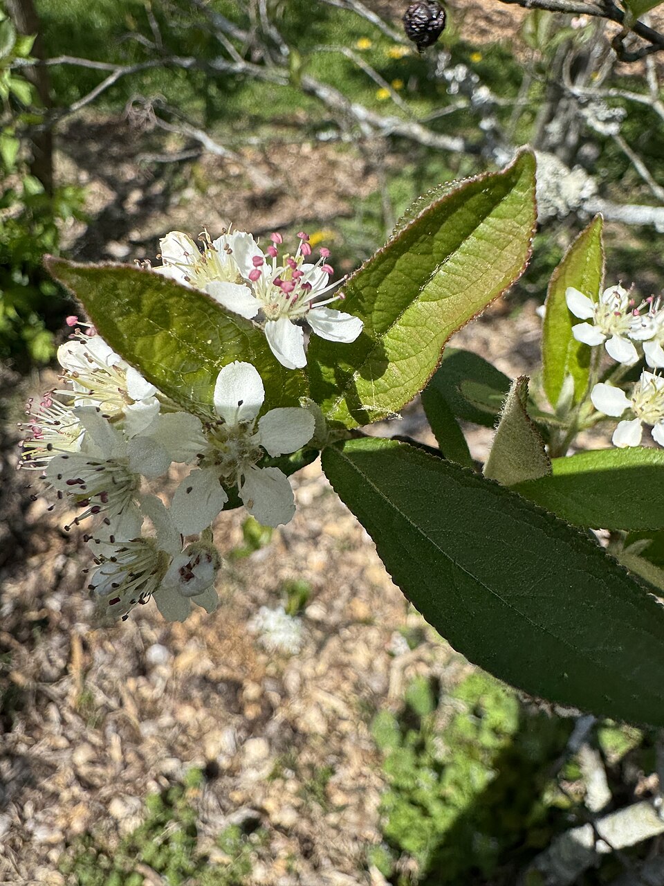 Red Chokeberry