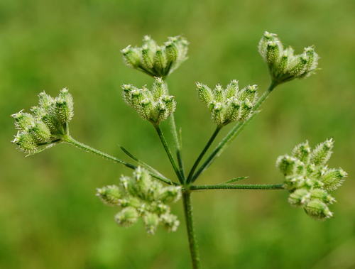 Torilis japonica — fruit photograph
