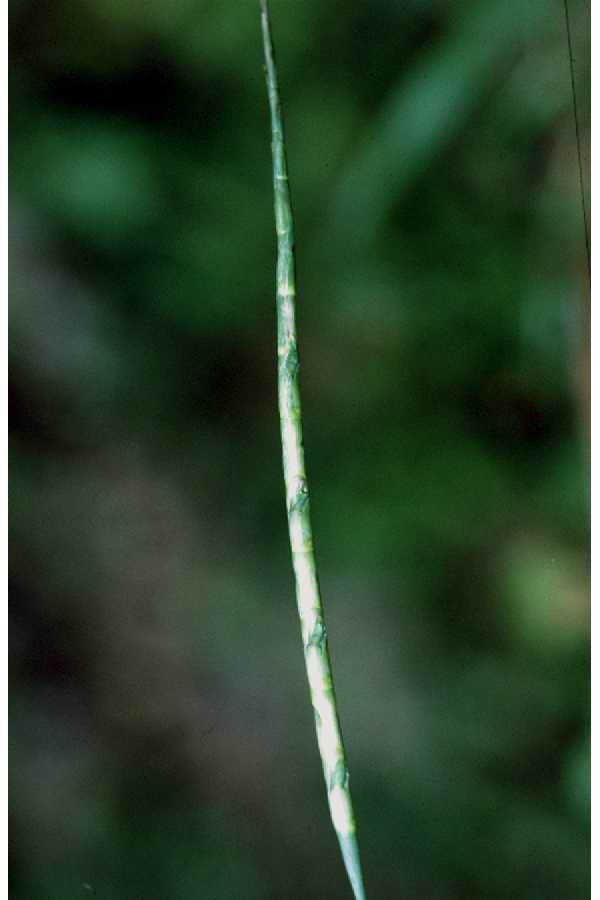 Mnesithea cylindrica — fruit photograph