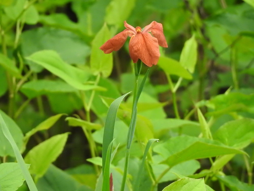 Iris fulva — flower photograph
