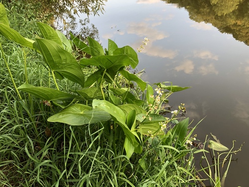 Sagittaria latifolia — foliage photograph