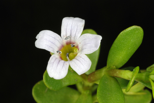 Bacopa monnieri — flower photograph