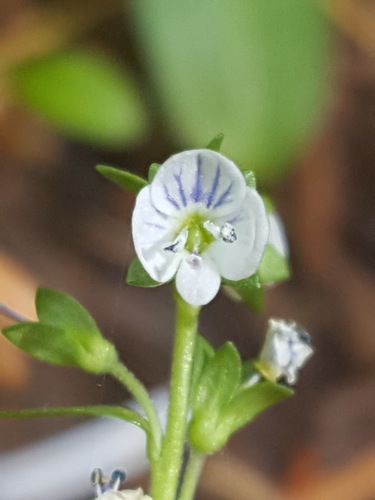 Veronica serpyllifolia — flower photograph