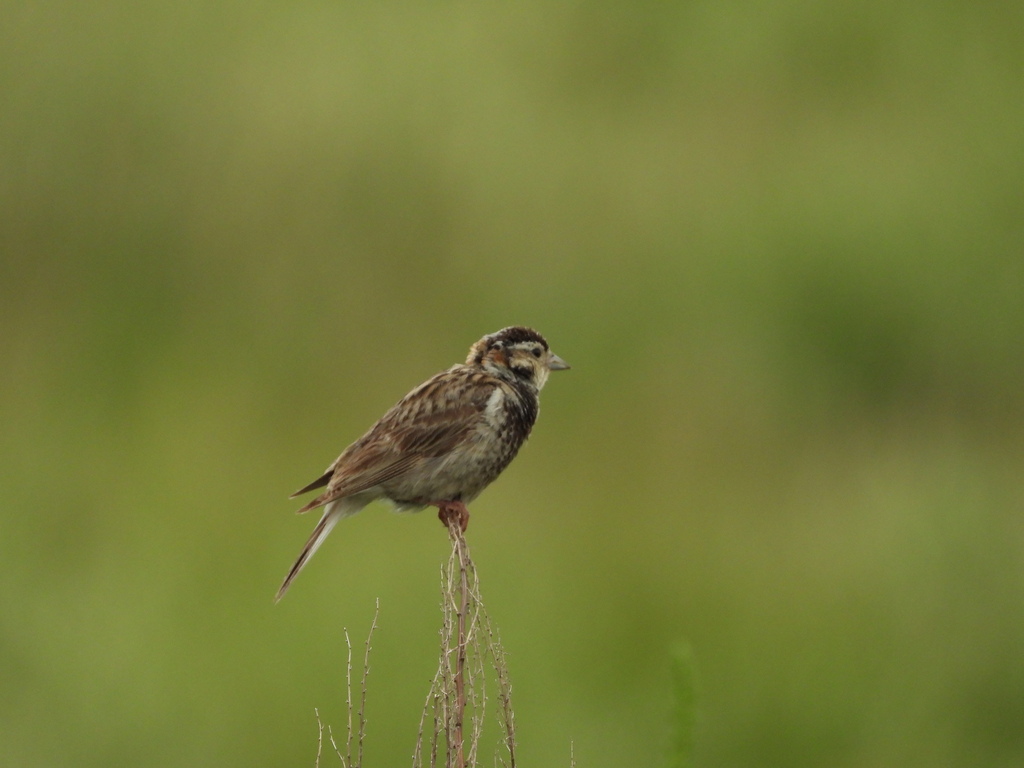 Male Chestnut-collared Longspur, whole bird