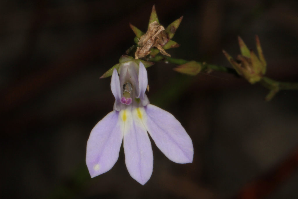 Lobelia nuttallii — bloom photograph