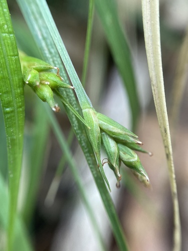 Carex willdenowii photograph