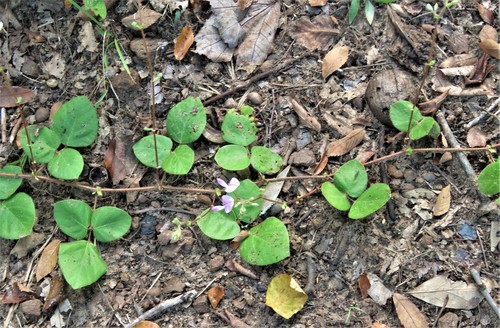 Desmodium rotundifolium photograph