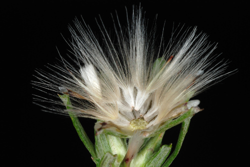 Facelis retusa — fruit photograph