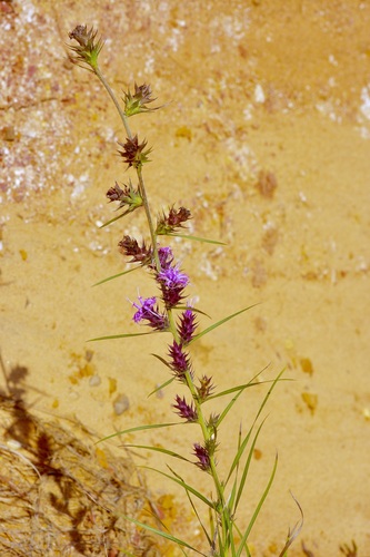 Liatris squarrosa var. squarrosa photograph