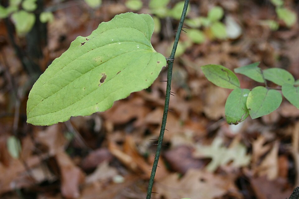 Smilax hispida — foliage photograph