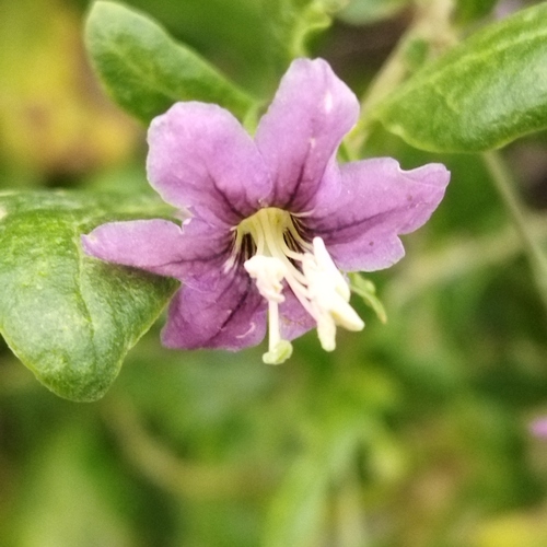 Lycium barbarum — flower photograph