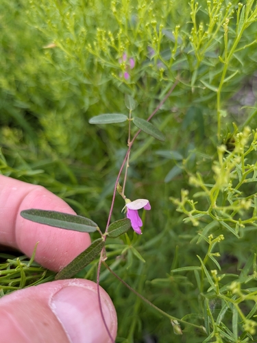 Galactia volubilis — flower photograph