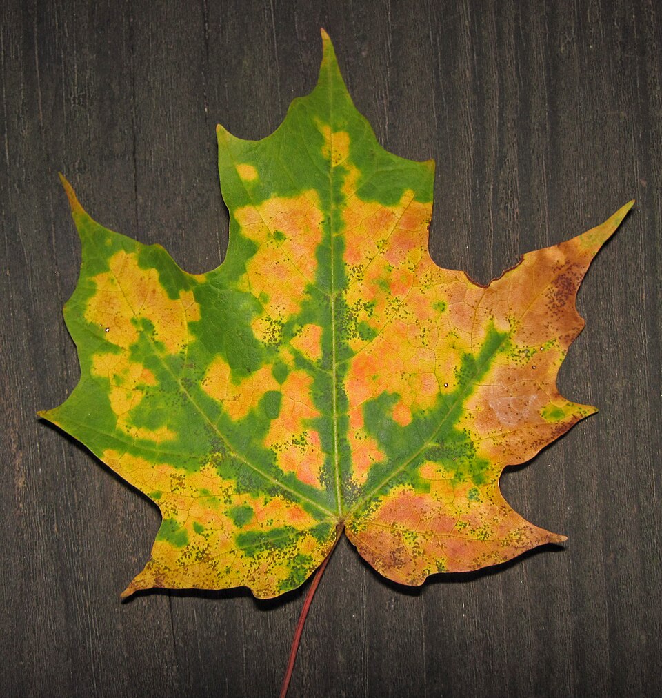 Acer saccharum — leaf photograph