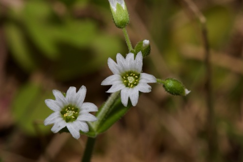 Cerastium brachypodum — flower photograph
