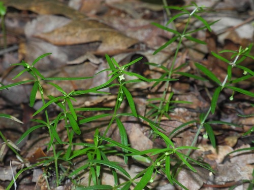 Galium uniflorum photograph