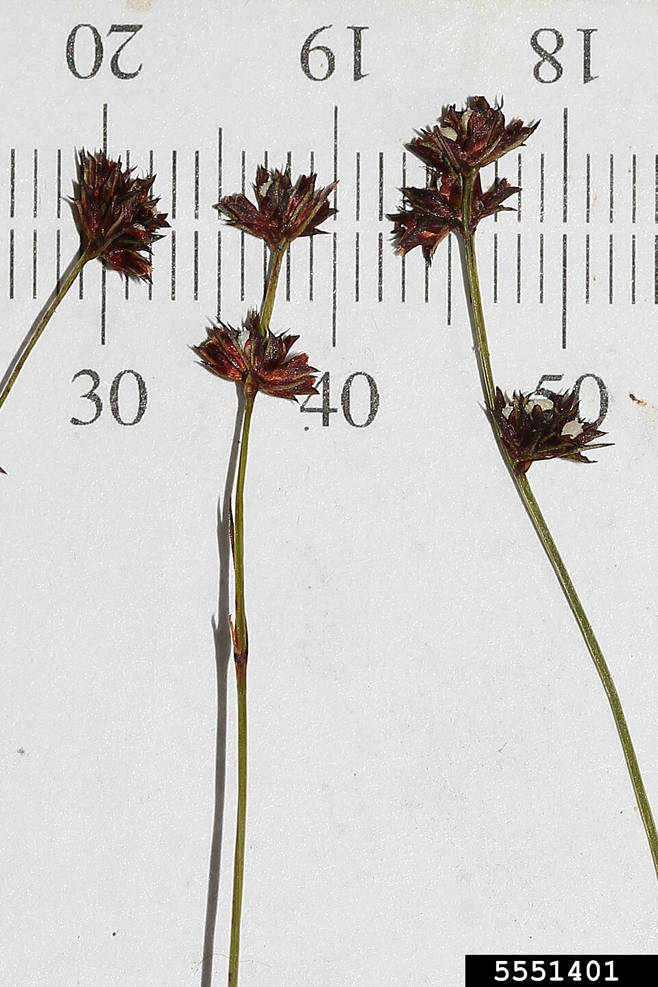 Scleria verticillata — fruit photograph