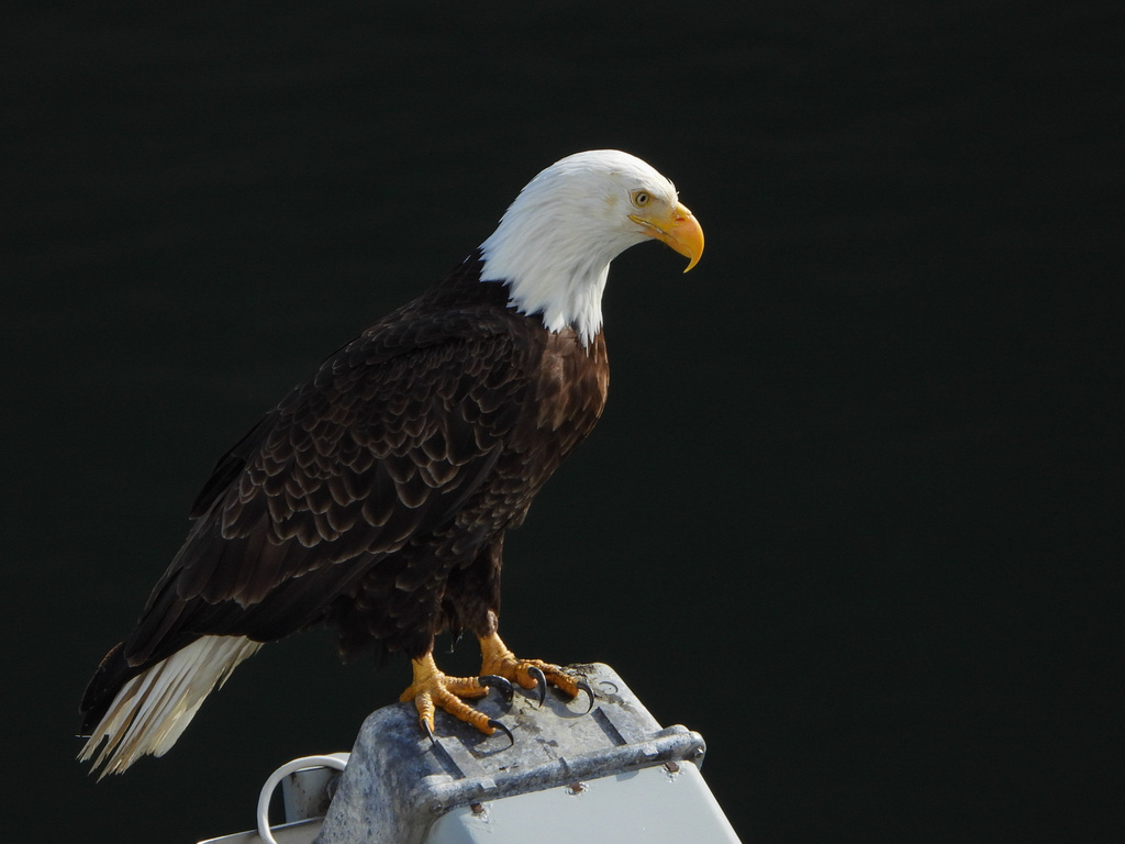 Male Bald Eagle, whole bird