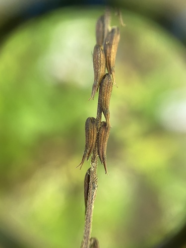 Phryma leptostachya — fruit photograph