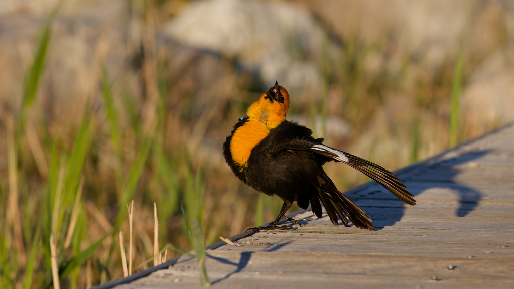 Male Yellow-headed Blackbird, whole bird