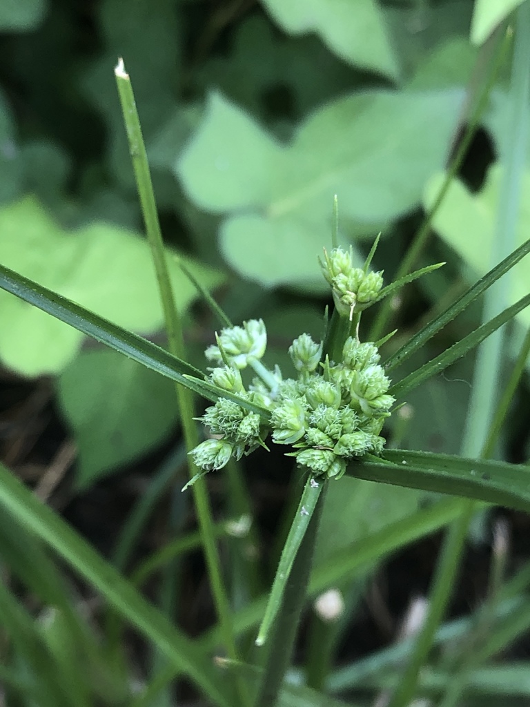 Cyperus pseudovegetus — fruit photograph