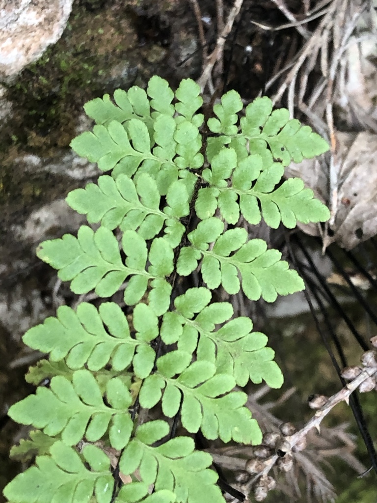 Myriopteris alabamensis — foliage photograph