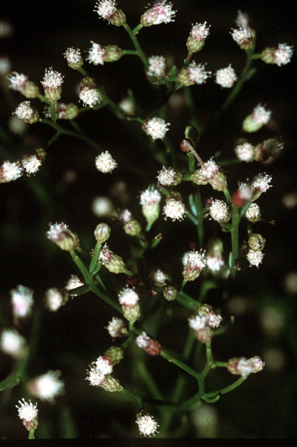 Baccharis angustifolia — bloom photograph
