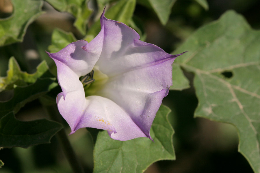 Datura quercifolia — flower photograph
