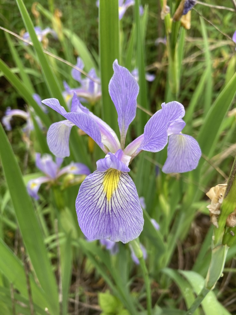 Iris virginica — bloom photograph