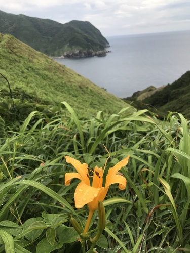 Hemerocallis fulva — flower photograph