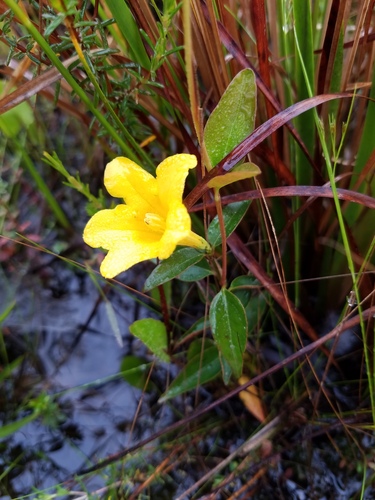Gelsemium rankinii — flower photograph