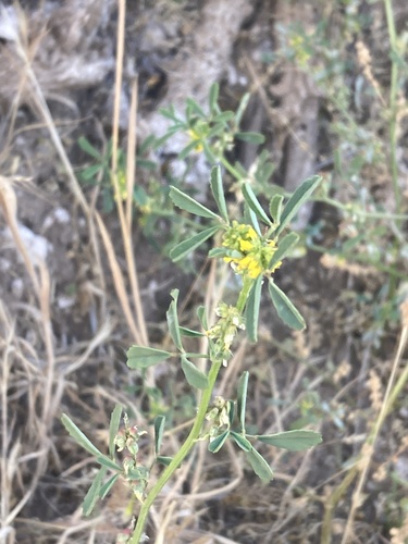 Melilotus indicus — flower photograph