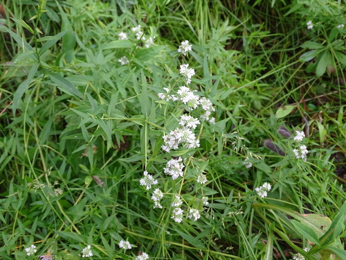Pycnanthemum virginianum — flower photograph