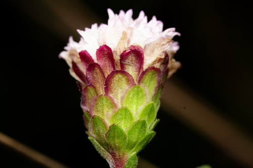 Liatris scariosa — flower photograph