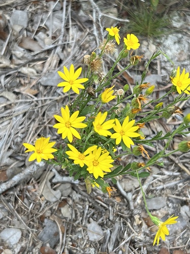 Bradburia pilosa — flower photograph