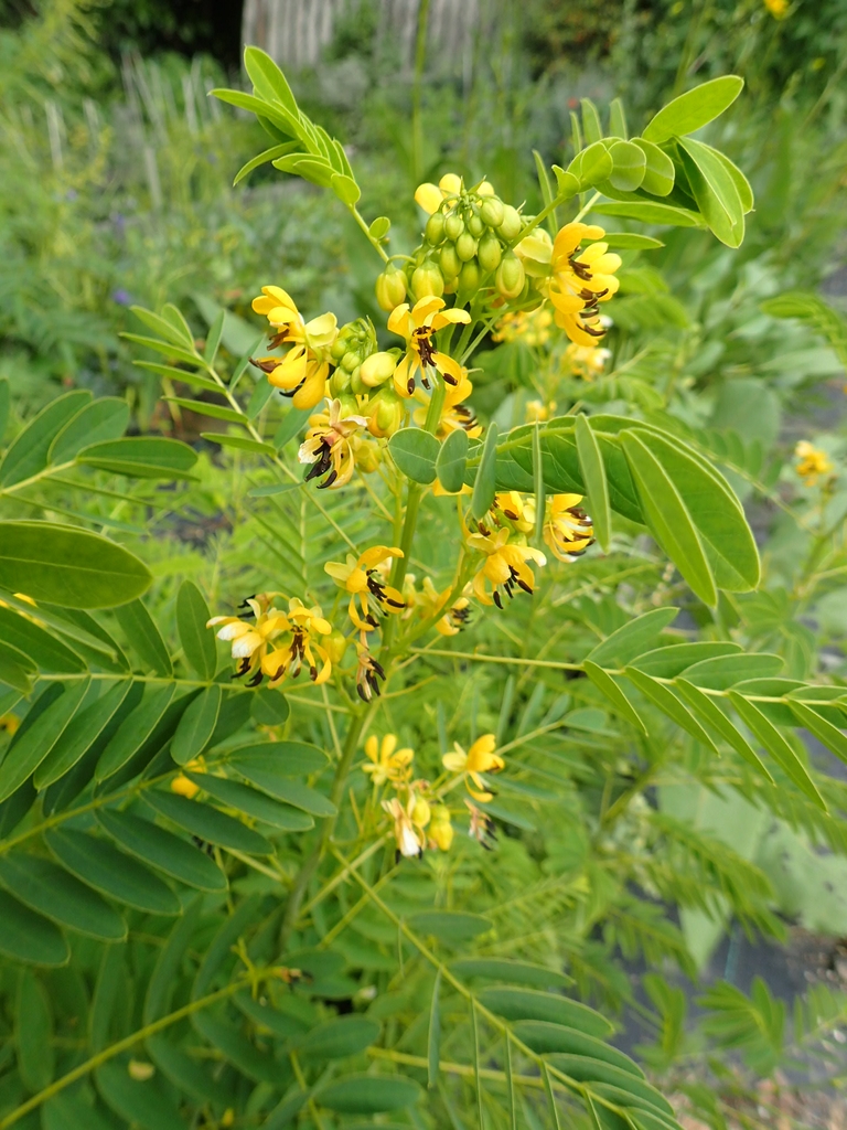 Senna hebecarpa — bloom photograph