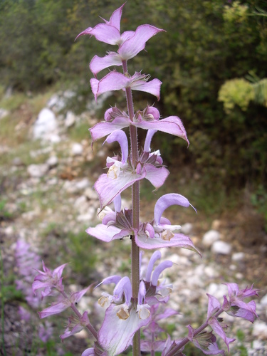 Salvia sclarea — flower photograph