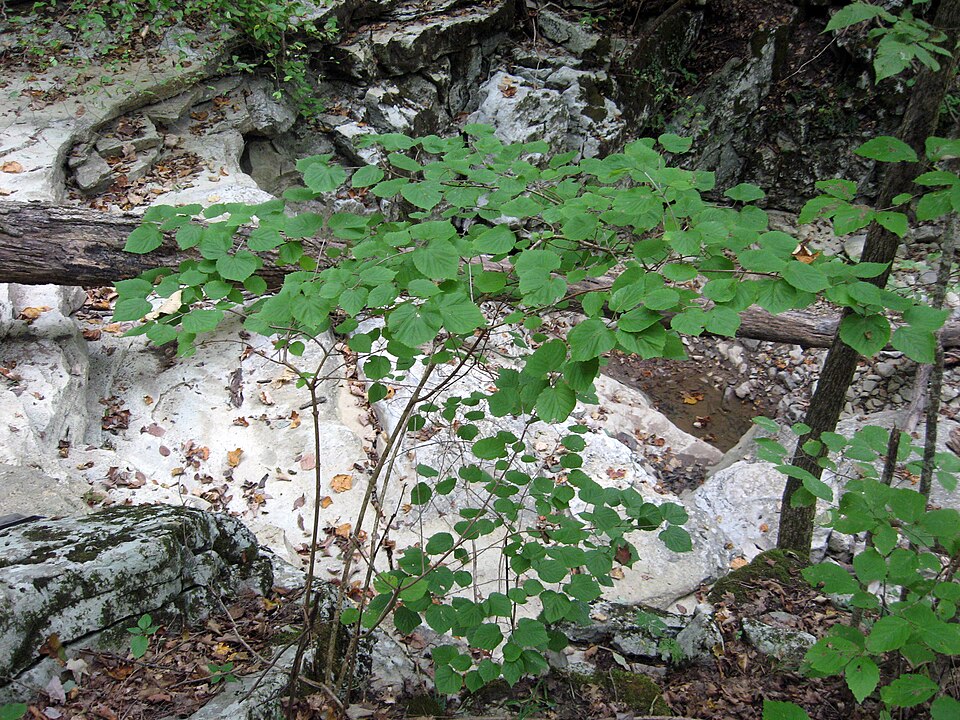 Viburnum bracteatum — whole photograph