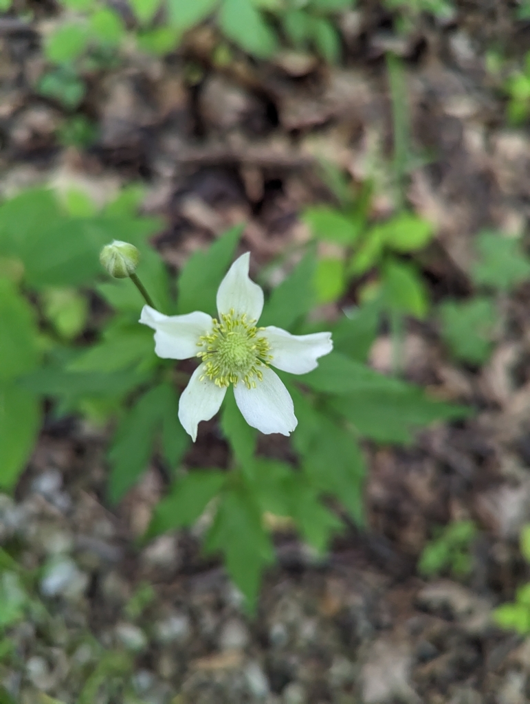 Anemone virginiana — bloom photograph