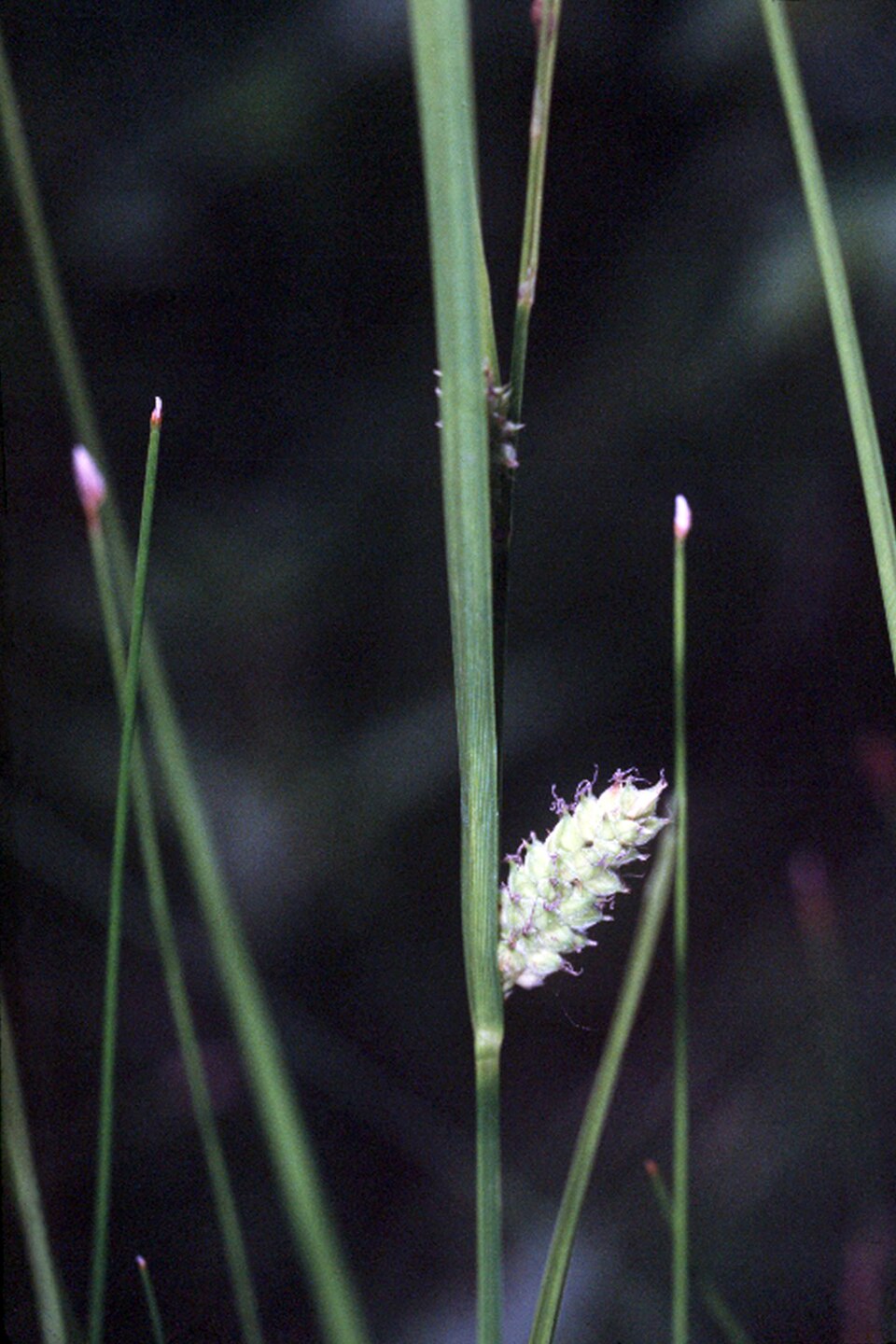 Carex pellita — bloom photograph