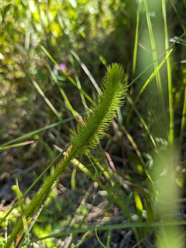 Lycopodiella prostrata — fruit photograph