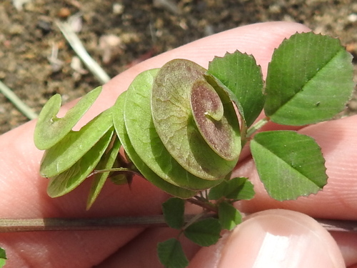 Medicago orbicularis — fruit photograph
