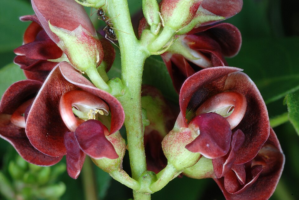 Apios americana — bloom photograph